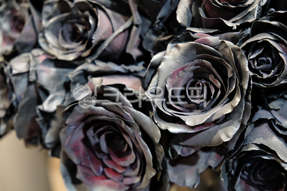 검은장미,장미,꽃,식물,flowers,love,roses,natural,beauty,garden,summer,background,rose,bloom,flora,leaf,blossom,beautiful,aroma,petal,nature,plant,spring,floral,flower,bouquet,wallpaper,black