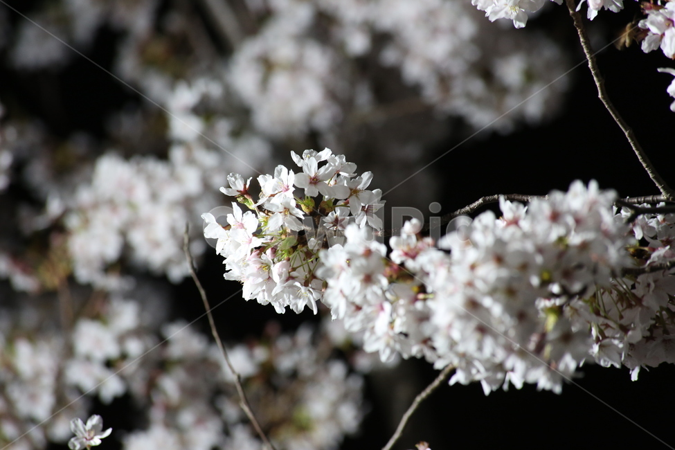 봄,벚꽃,야경,꽃,야간촬영,흰색,흰꽃,봄,계절,spring,season,식물,자연,plants,nature,꽃,flower,plant,cherry blossom,blossom