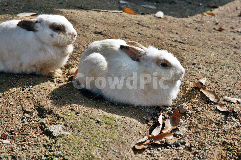 토끼,초식,포유동물,긴귀,굴,고기,털,동물,animal,포유류,mammal