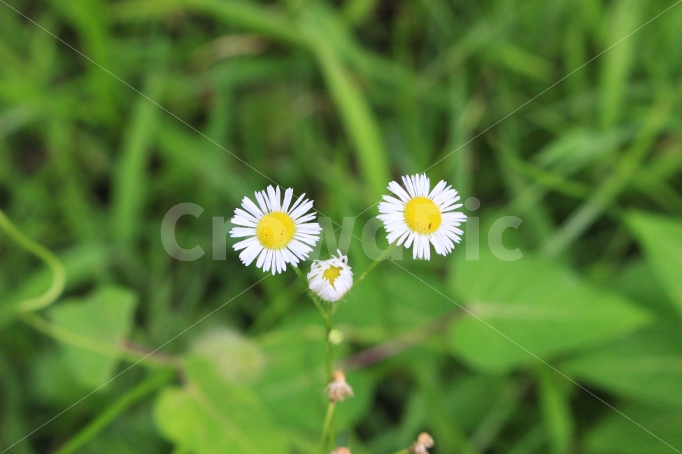 꽃,하양,노랑,하얀꽃,노란꽃,초록,잎,식물,자연,공원,야외,식물,자연,plants,nature,꽃,flower