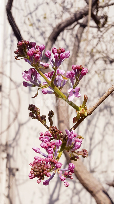 라일락,보라색,보라색꽃,봄꽃,봄,자연,꽃나무,꽃봉오리,bud,violet,violetflower,flower,plants,flowertree,tree,springflower,blossom,nature,background,식물,자연,plants,nature,꽃,flower,나무,trees,wood