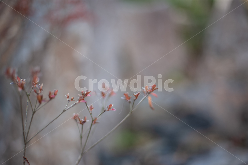 가을,식물,나무,나뭇잎,autumn,fall,tree,leaf,식물,자연,plants,nature