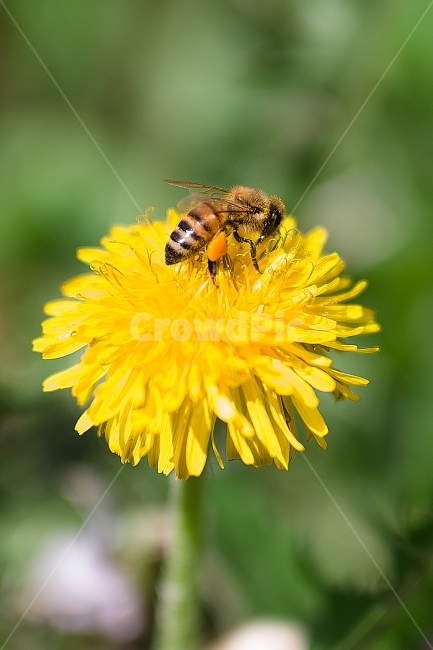 꽃,꿀,벌,나비,접사,식물,자연,plants,nature,꽃,flower,동물,animal,곤충,벌레,insect,bug