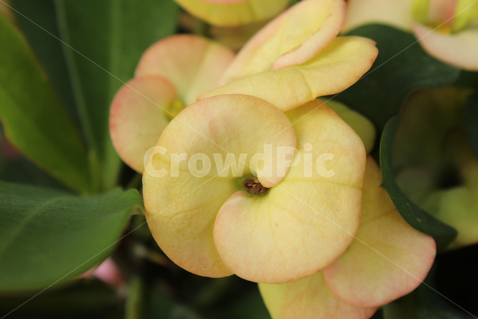 꽃,자연,nature,flowers,background,식물,자연,plants,nature,꽃,flower