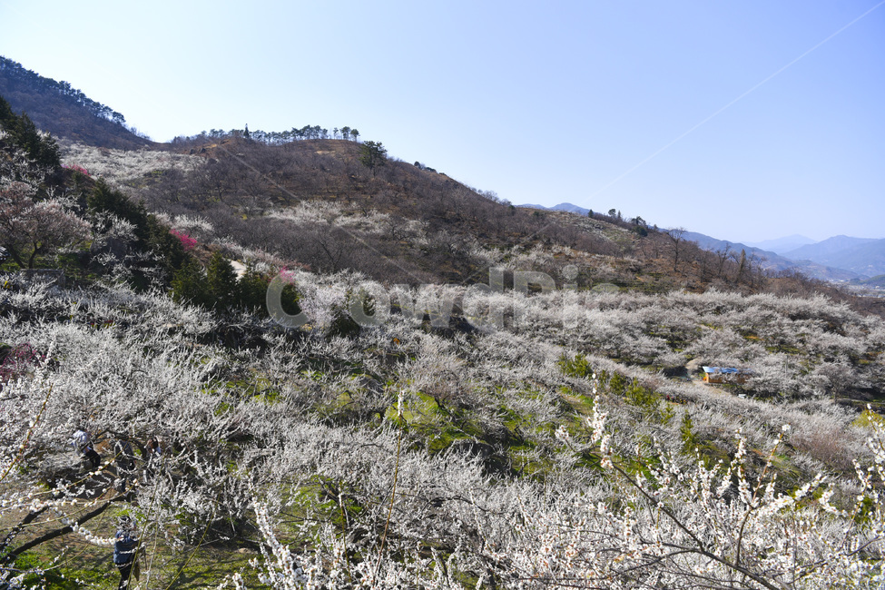광양,매화,매화축제,봄,나무,산,봄축제,봄,계절,spring,season,자연,풍경,nature,landscape,한국자연풍경,한국자연경관,korea nature landscape,slope,경사,outdoors,옥외