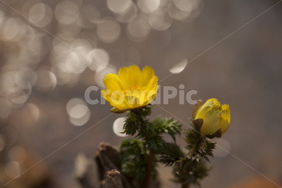 복수초,보케,봄꽃,감성꽃사진,느낌있는꽃,봄,계절,spring,season,식물,자연,plants,nature,꽃,flower,휴식,힐링,rest,relaxation,healing,plant