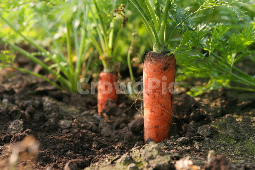 야채,당근,다이어트,건강,유기농,제주,농장,자연,carrot,carrots,food,vegetable,fresh,orange,bunch,organic,healthy,vegetables,green,raw,isolated,root,agriculture,garden,diet,market,vegetarian,leaf,white,harvest,vitamin,ripe,nature,carrotcarrot,farm,closeup,color,colorful,country,diete,cofarmer,farmersmarket,farming,background,greenhealthhealthyfoodshealthylifehealthylifestylehealthylifestylebackground,jejuisland,jejukorea,natural,naturelandscape,nutrition,organicbackground,organicfarm,음식,식재료,요리,food,cook,meal,dishes,food reserves,채소,야채,vegetables,산업,industry,industrial,농업,농사,agriculture,farming,farming industry