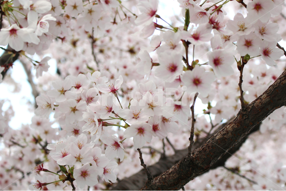 벚꽃,봄,풍경,봄풍경,자연,꽃,감성,spring,flower,nature,cherryblossom,봄,계절,spring,season,plant,식물,blossom