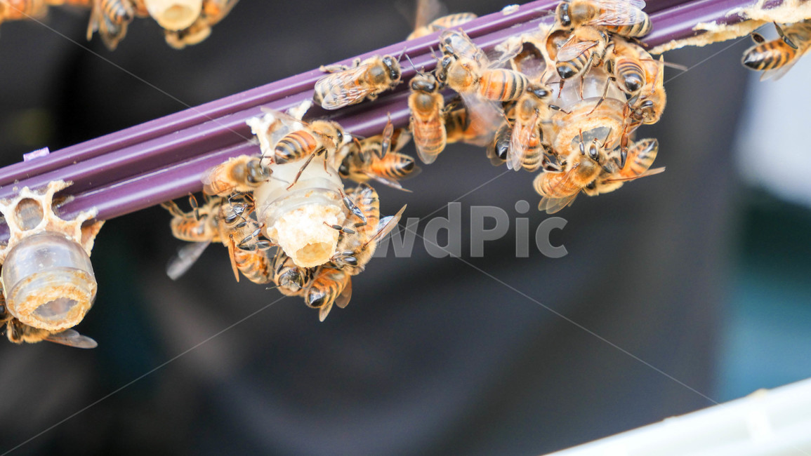 꿀벌,양봉,프로폴리스,로얄젤리,여왕벌,honeybee,insect,곤충,bee,벌,invertebrate,무척추동물,animal