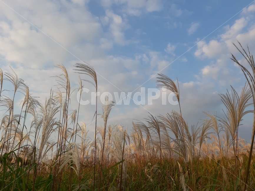 갈대,reed,하늘,sky,푸른하늘,가을,식물,plant,구름,가을,계절,fall,autumn,season