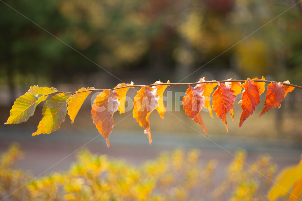 단풍,fallfoliage,가을,autumn,fall,나뭇잎,leaf,가을,계절,fall,autumn,season,plant,식물,잎