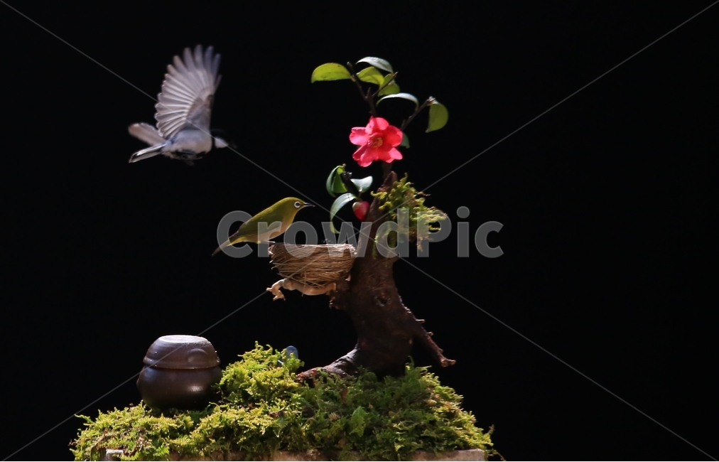 plant,식물,animal,동물,bird,새,새집,동박새,이끼,항아리,동백,동백꽃,식물,자연,plants,nature,꽃,flower,동물,animal,조류,새,birds
