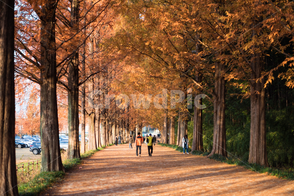 가을,담양,메타세콰이어,단풍,풍경,배경화면,오후빛,가을,계절,fall,autumn,season,자연,풍경,nature,landscape,사람들,대중,군중,other people,crowd,tree,나무,plant,식물,tree trunk,나무 줄기