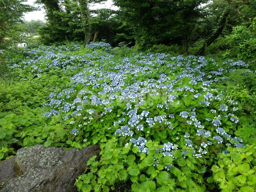 산수국,수국,꽃,식물,자연,식물,자연,plants,nature,꽃,flower