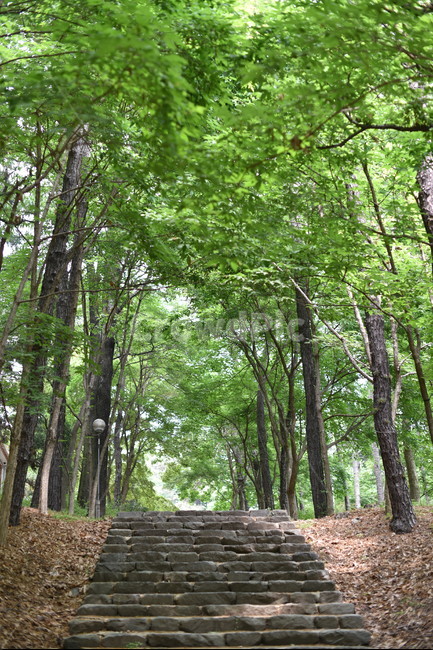 나무,낙화암,계단,산림용,식물,자연,풍경,nature,landscape,tree,plant