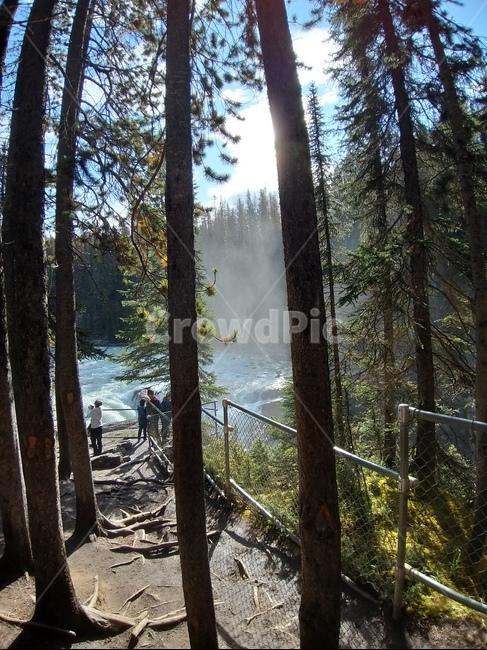 나무,plant,canada,rocky,mountains,forest,숲,캐나다,로키산맥,로키