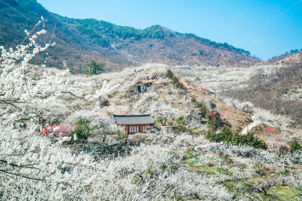 매화,청매실,매화마을,광양,남도,남도여행,flower,풍경,landscape,봄,계절,spring,season,자연,풍경,nature,landscape,한국자연풍경,한국자연경관,korea nature landscape,slope,경사,outdoors,옥외,wilderness,황야
