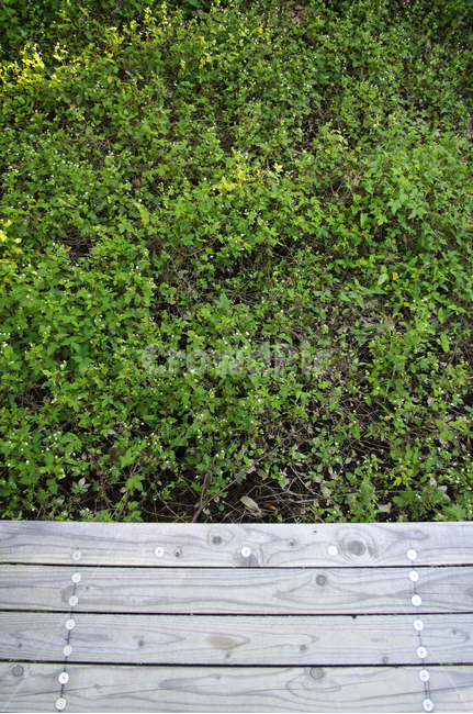 잡초,자연,nature,식물,plant,원목,wood,식물,자연,plants,nature