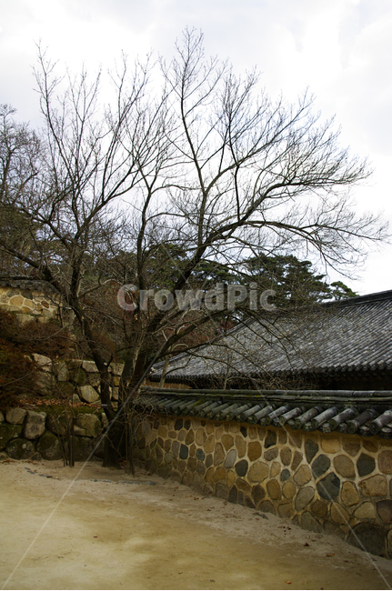 사찰,지붕,traditional,전통,기와지붕,건축,나무,식물,plant,한국전통,한국문화,korean traditional,korean culture,건축물,건물외관,exterior,building,structure,architecture,construction