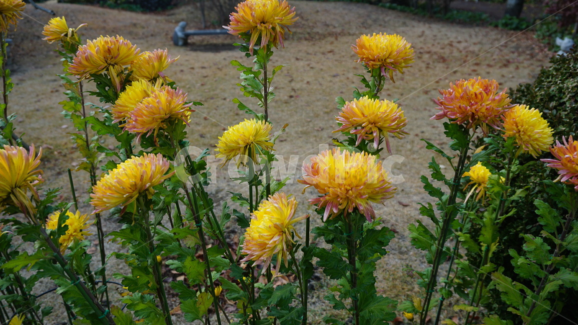 노란꽃,꽃밭,plant,식물,dahlia,달리아,flower,꽃,blossom