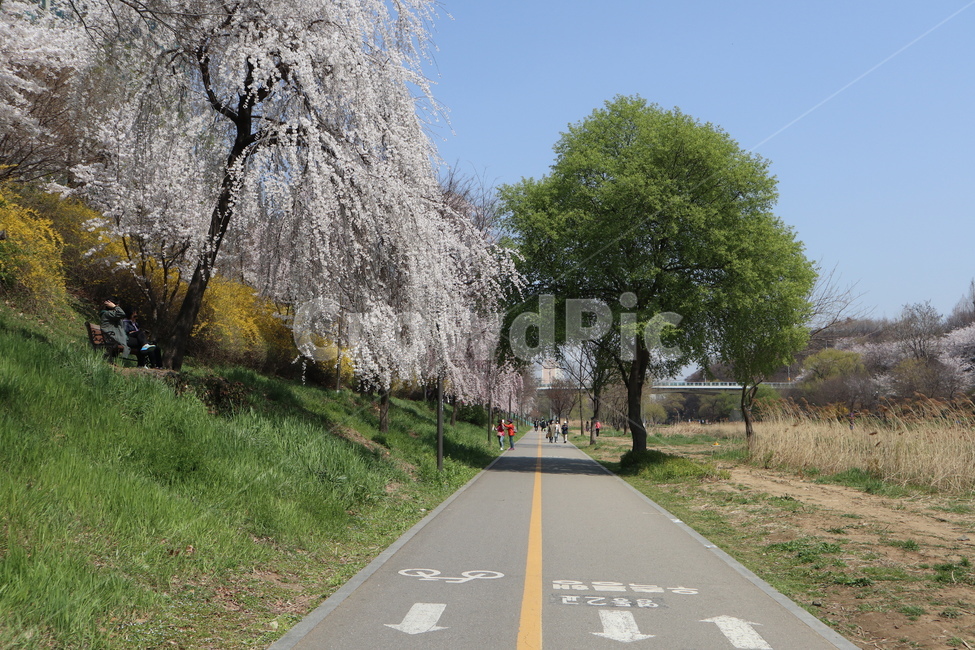산책길,벚꽃,벚꽃나무,꽃,나무,plant,식물,flower,blossom