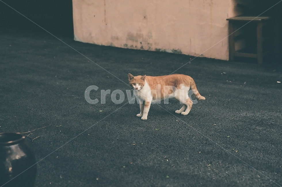 귀여움,야옹,반려동물,cats,mammals,animals,cute,meow,pets,mammal,포유류,cat,고양이,pet,abyssinian,동물,animal,아비시니안,manx,아스팔트,asphalt,동물,animal,포유류,mammal,고양이,cat,kitten,kitty