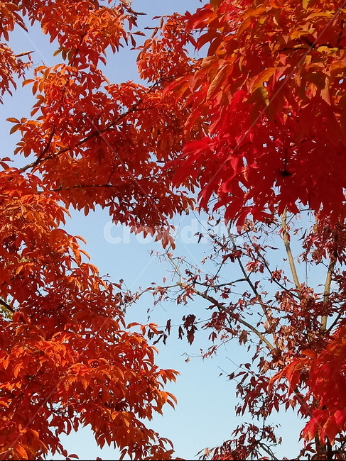낙엽,단풍,leaf,나뭇잎,단풍나무,식물,자연,maple,나무,낙엽활엽관목,잎,붉은잎,가을,계절,fall,autumn,season,식물,자연,plants,nature,plant,tree