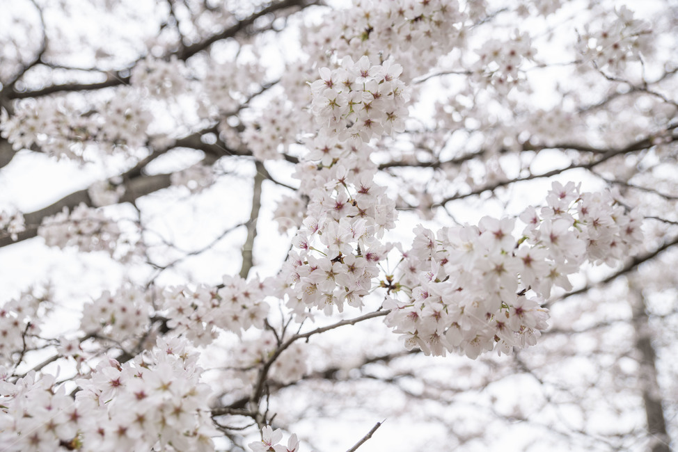 벚꽃,봄,봄꽃,벚나무,나무,꽃,plant,식물,blossom,flower