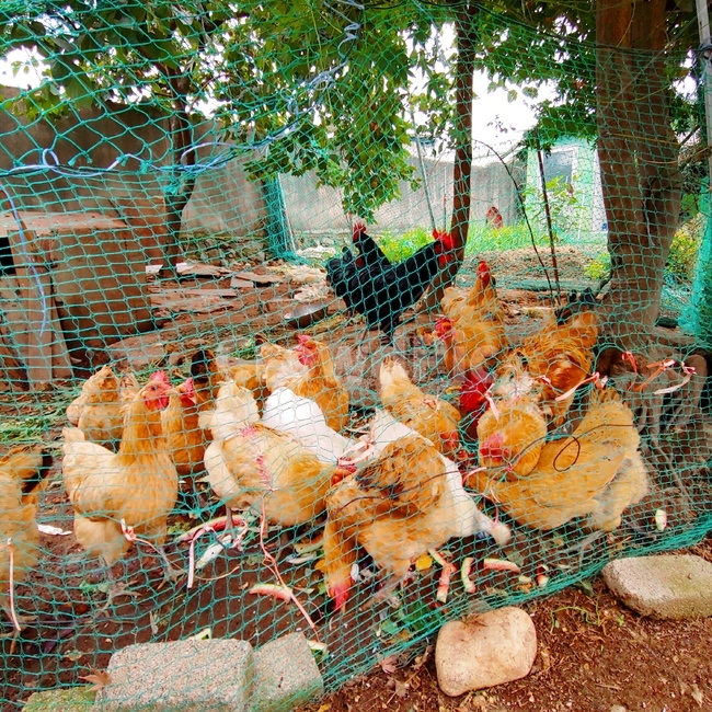 닭,시골,풍경,모이,벼슬,동물,animal,조류,새,birds,산업,industry,industrial,목축업,목장,livestock farming,ranching,pasture