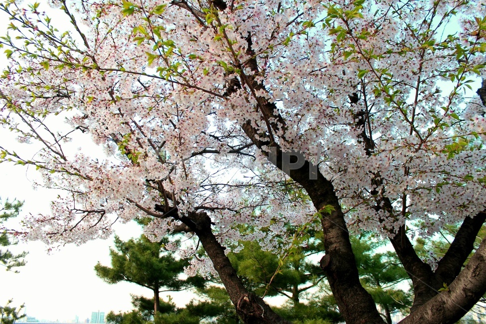 벚꽃,나무,꽃,봄,자연,식물,풍경,봄꽃,감성,힐링,cherryblossom