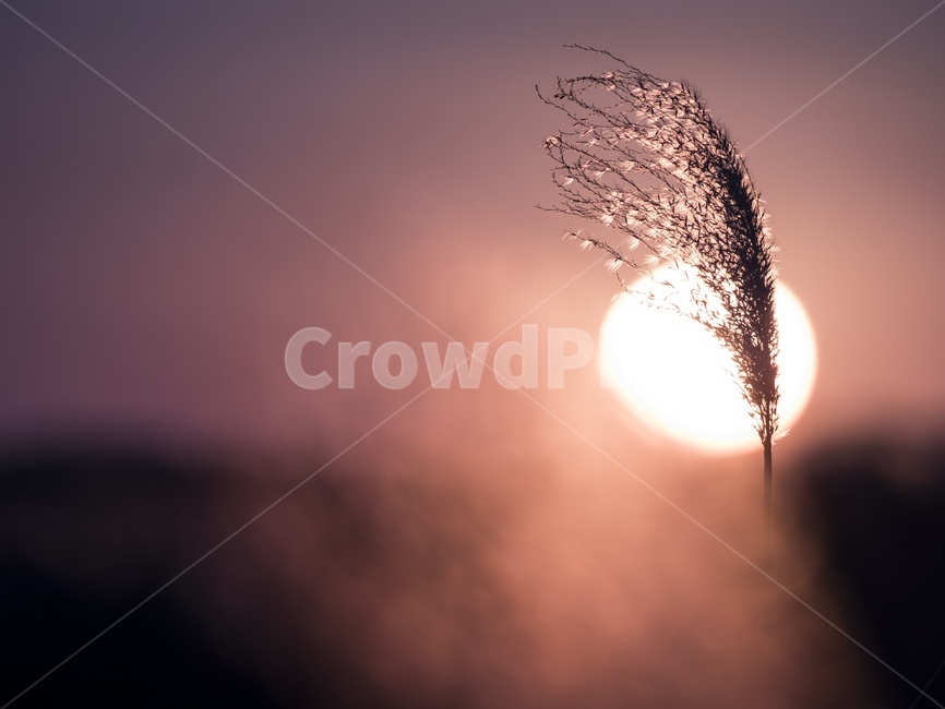 햇살,역광,갈대,선셋,따듯함,가을,계절,fall,autumn,season,light,빛,flare,플레어,nature,자연,outdoors,옥외