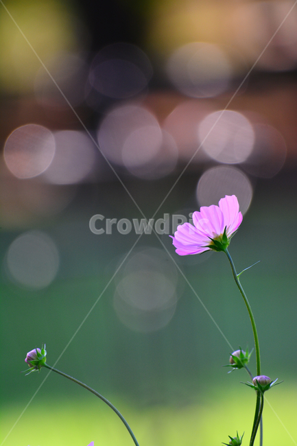 코스모스,보케,감성,분위기,가을꽃,꽃,가을분위기,cosmos,flowers,autumn,fall,빛,투명한,핑크색,pink,가을느낌,계절,시즌,9월,10월,원형,bokeh,빛망울,접사,마크로,클로즈업,macro,closeup,feeling,emotion,sensible,느낌,필,season,가을,계절,fall,autumn,season,식물,자연,plants,nature,꽃,flower,geranium,제라늄,blossom,plant
