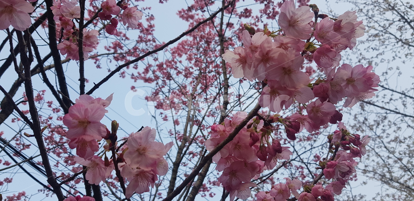 꽃,flower,daffodil,봄,blossom,plant,벚꽃