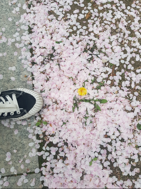 벗꽃,봄,spring,진달래,거리,street,신발