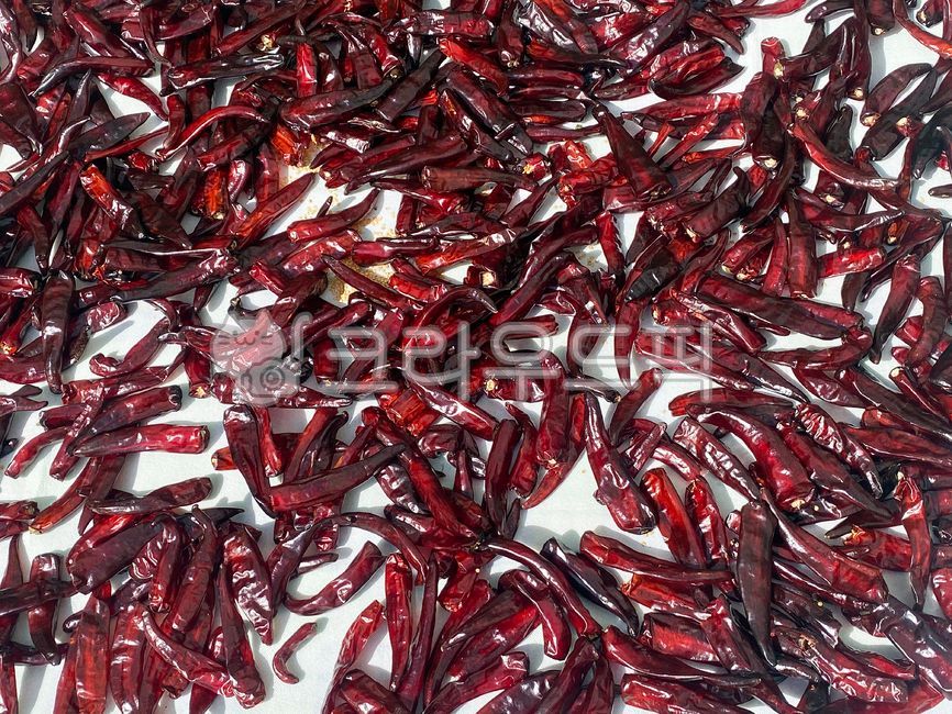 pepper,red pepper,Spicy,Capsaicin,kimchiseasoning,rural,spice,hotpepper,vegetable,dried,Kimchi seasoning,red,redpepper,capsaicin,Food Ingredients,ingredients,ripe,driedredpepper,healthfood,Rural,hot pepper,drying peppers,Spice,dry,spicy,sunvinegar,food,su