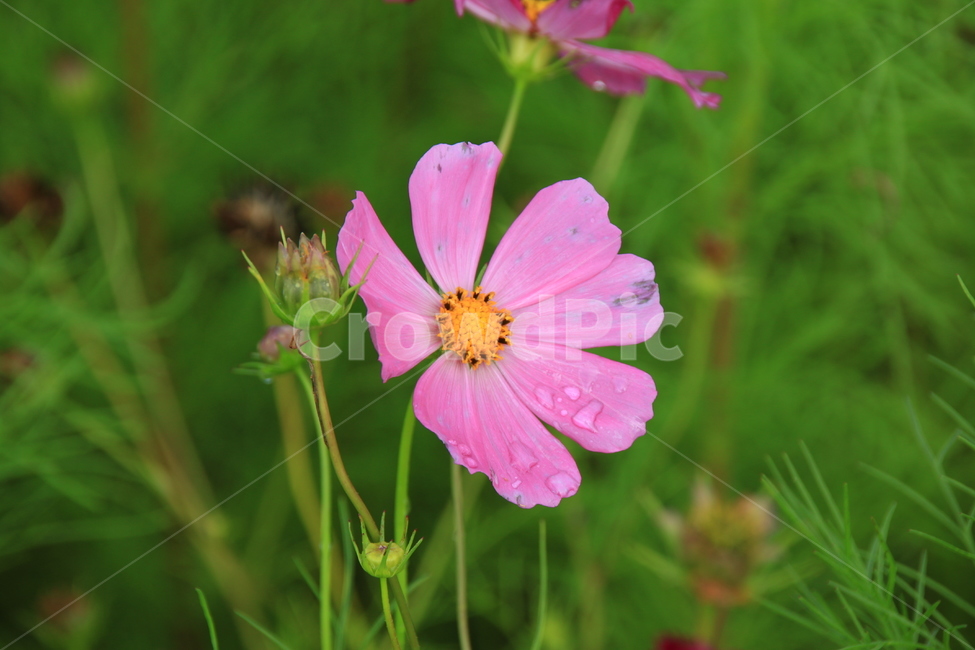 코스모스,꽃,flower,drop,이슬,자연,코스모스밭,식물,하늘공원,계절,cosmos,plant,nature,7월,여름,한송이,꽃잎,핑크색,감성,야외,빗방울,가을,계절,fall,autumn,season,식물,자연,plants,nature,꽃,flower,blossom,geranium,제라늄