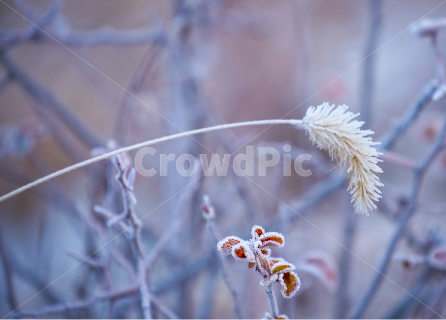 서리,서릿꽃,감성,식물,겨울,계절,접사,클로즈업,겨울,계절,winter,season,식물,자연,plants,nature