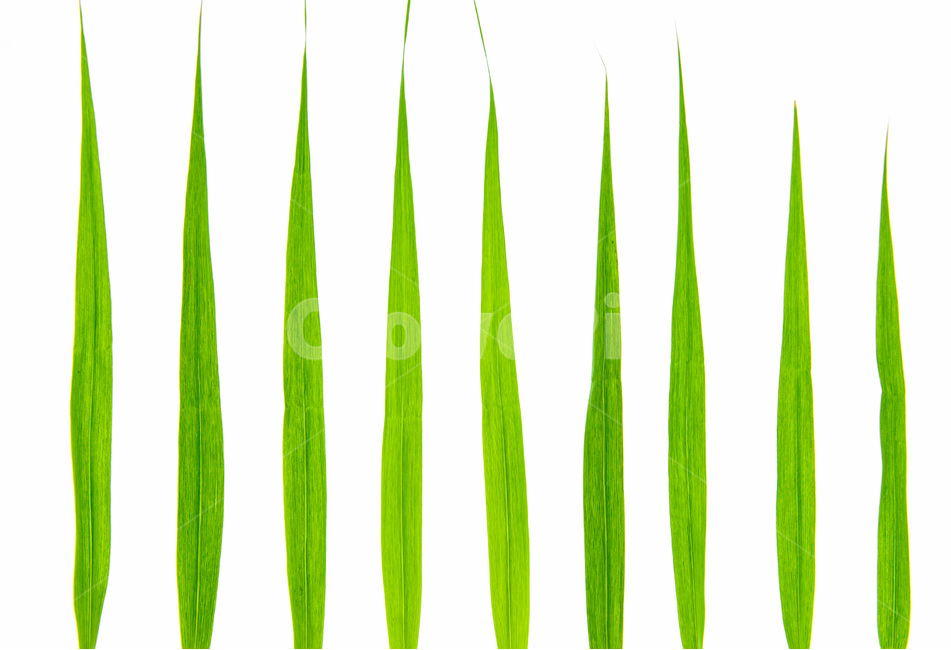 가로수,잎사귀,자연,봄,감성,식물,자연,plants,nature,누끼,remove background