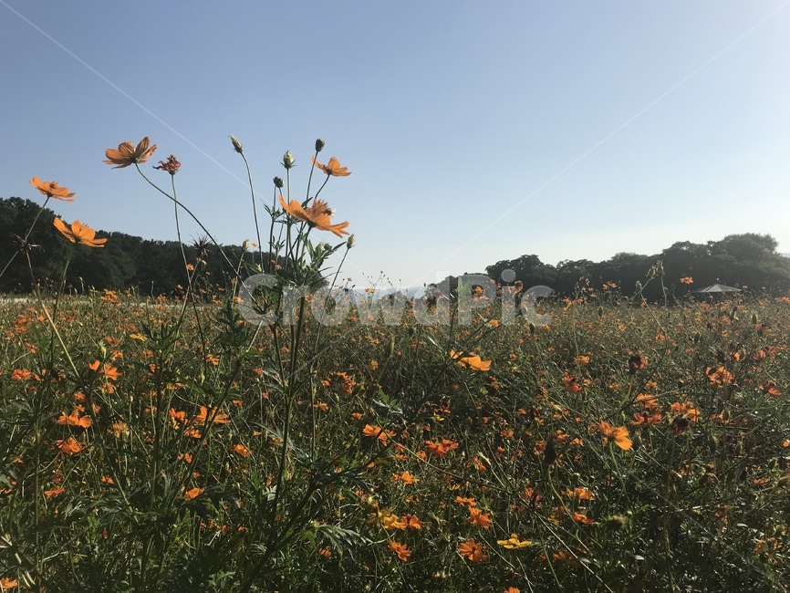 nature,자연,grassland,목초지,outdoors,옥외,field,들