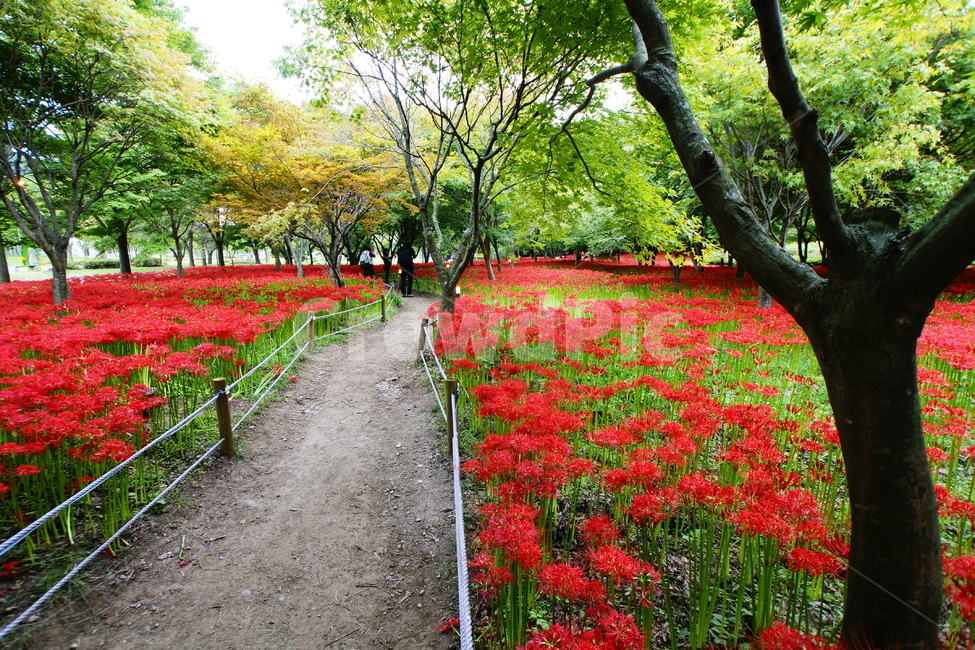 상사화,불갑사,영광,풍경,꽃길,자연,풍경,nature,landscape,plant,식물