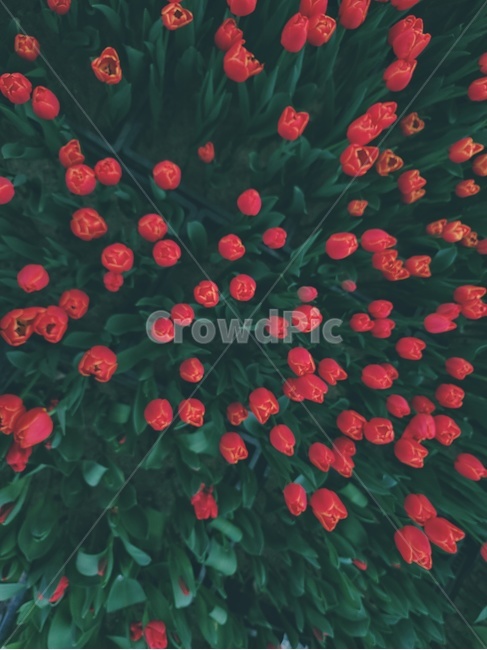 식뭏,꽃,튤립,blossom,flower