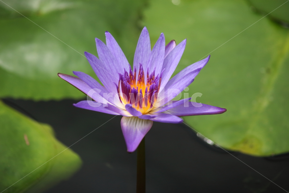 plant,식물,꽃,flower,수련,식물,자연,plants,nature,꽃,flower