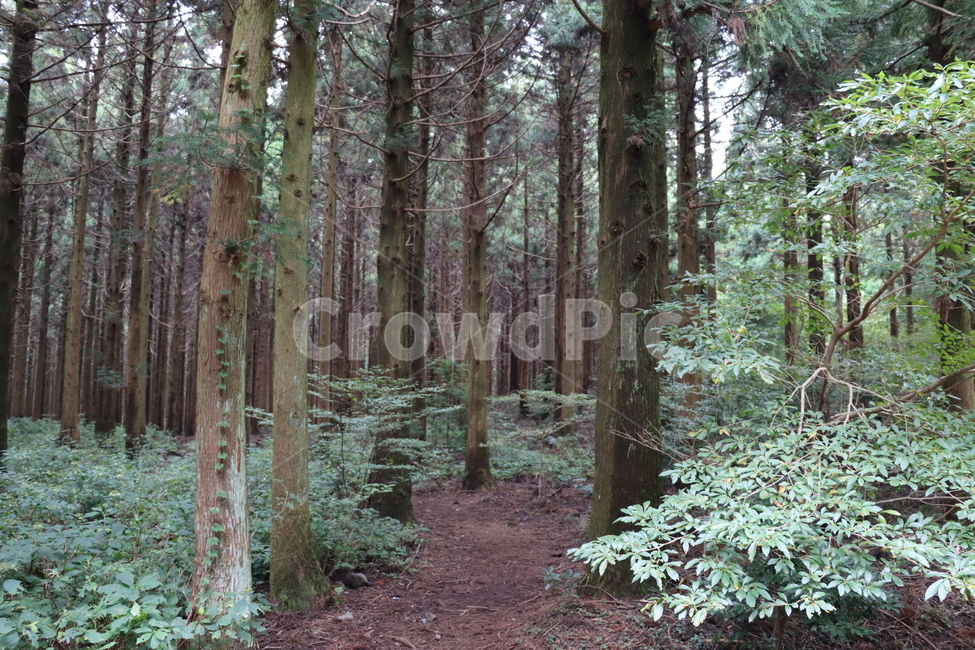 숲,숲길,삼나무,삼나무숲,식물,나무,초목,삼림지,땅,이끼,plant,tree,vegetation,woodland,landnature,자연,풍경,nature,landscape