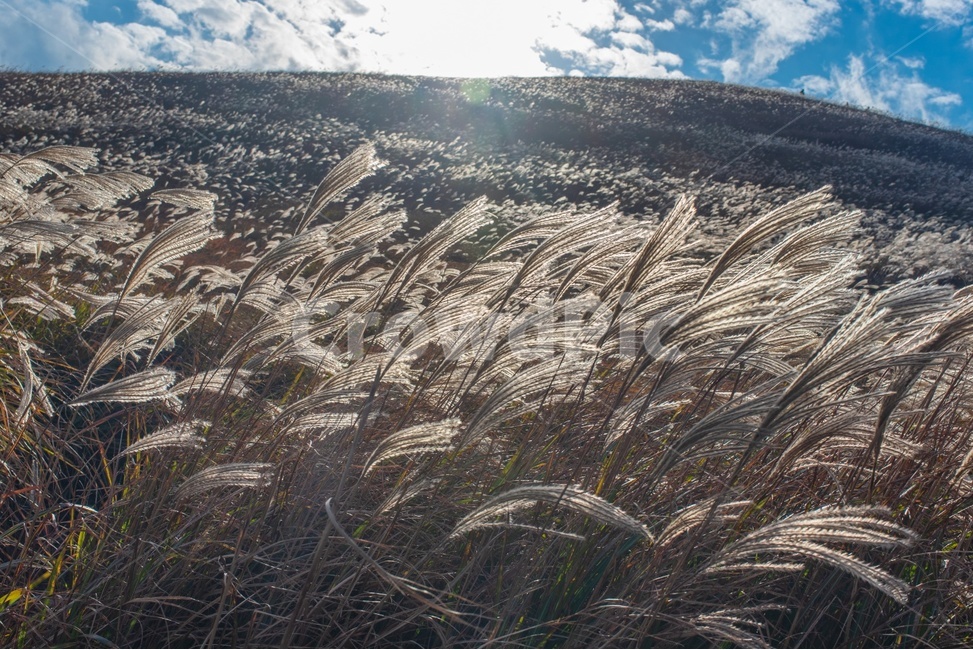 갈대,가을갈대,grass,잔디,plant,식물,lawn,자연,landscape,명소,가을,계절,fall,autumn,season