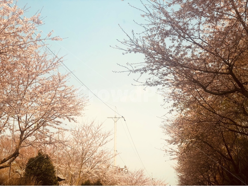 벚꽃,봄,풍경,봄풍경,분위기,꽃놀이,봄,계절,spring,season,자연,풍경,nature,landscape