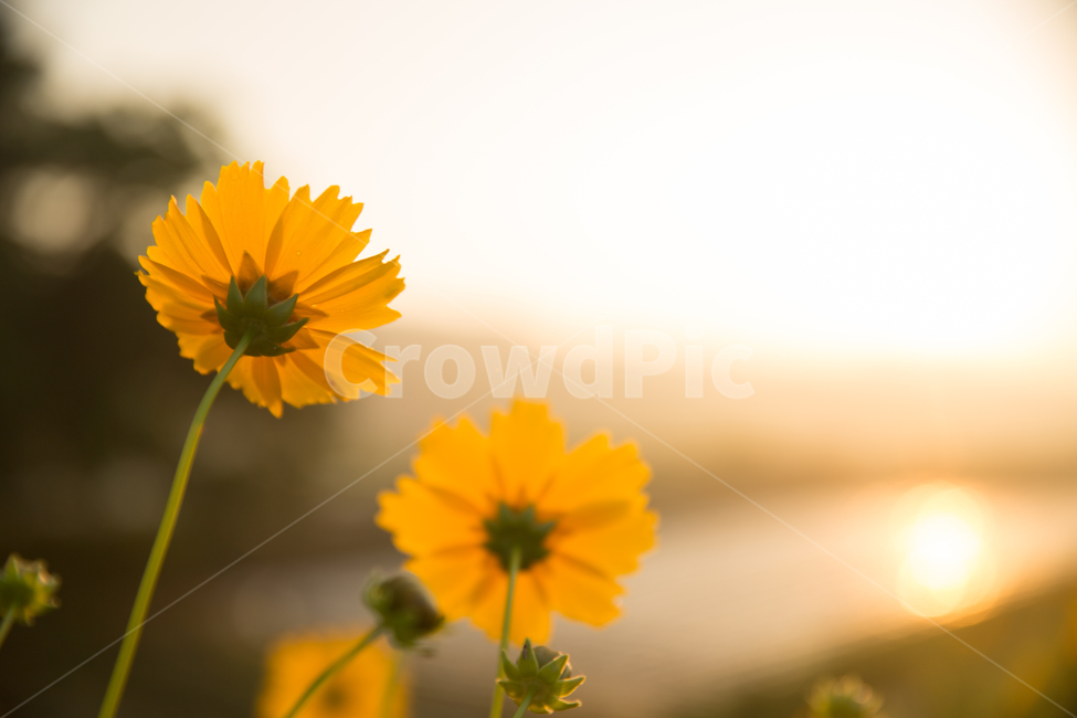 일몰,금계국,꽃,빛,바탕,식물,자연,plants,nature,꽃,flower
