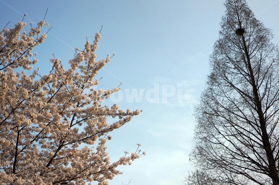 메타세콰이어,벚꽃,cherryblossom,꽃,카이스트,blossom