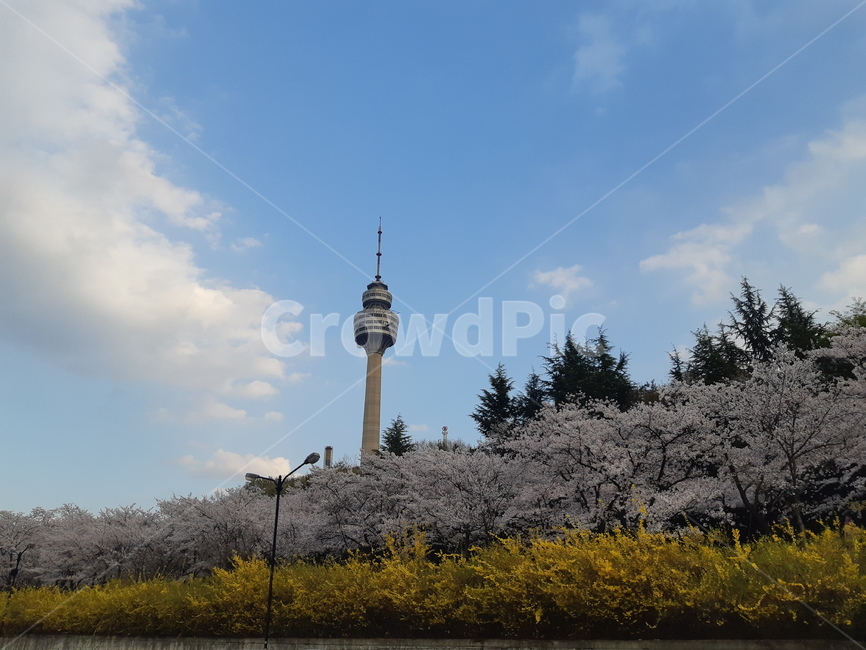 83타워,벚꽃,개나리,자연,풍경,타워,대구타워,벚꽃축제,봄,봄,계절,spring,season,랜드마크,landmark,tourist attraction,한국랜드마크,한국관광지,한국명소,korea landmark,korea tourist attraction,building,건물,spire,첨탑,architecture,건축물,steeple,뾰족한 탑,tower,탑,plant,식물