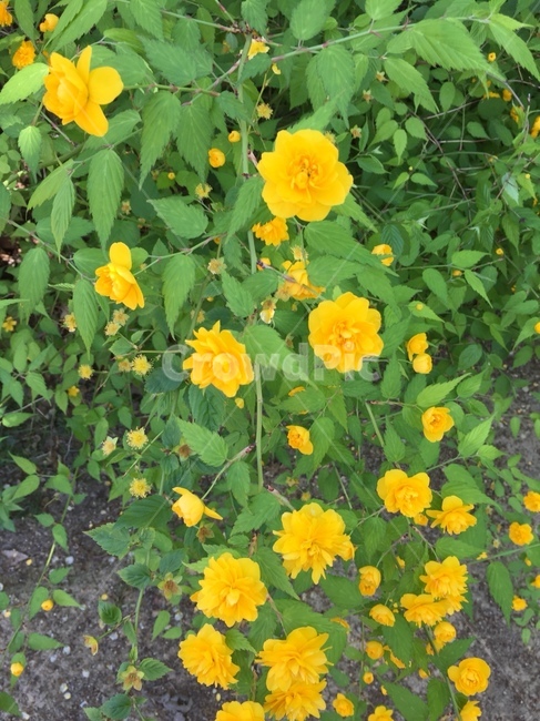노란꽃,꽃,노랑,거리에꽃,예쁜꽃,식물,자연,plants,nature,꽃,flower