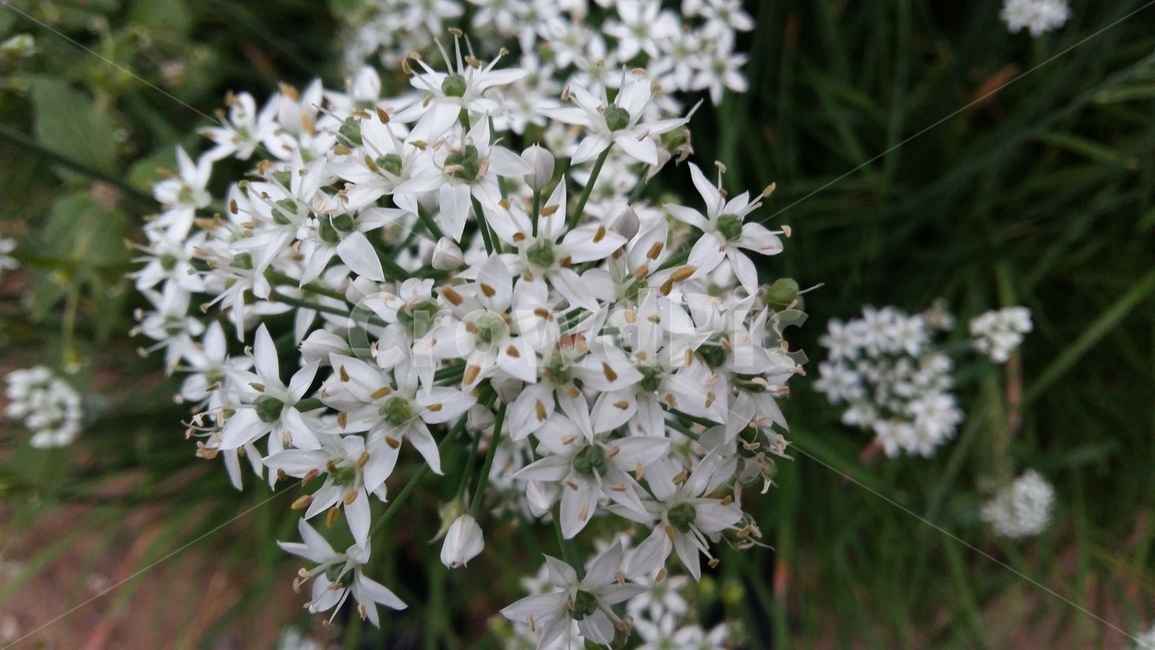부추꽃,약초,야초,들꽃,흰꽃,식물,자연,plants,nature,꽃,flower